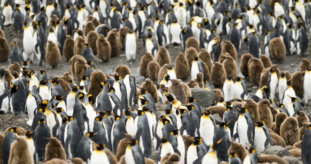 A close-up of a crowd of adult and young King Penguins - South Georgia.